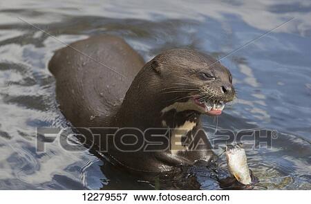 Sea lion eating a fish in the water; Yorkshire, England View Large Photo Image Stock Photo - Sea lion eating a fish in the water; Yorkshire, England. Fotosearch
