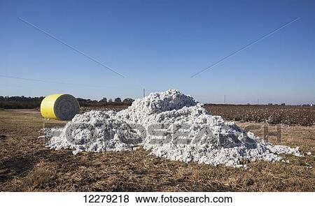 Stock Photo - Seed cotton rolled up in a round module produced by the cotton picker; England, Arkansas, United States of America. Fotosearch