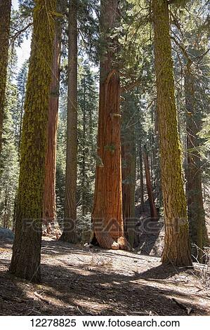 Sequoia grove (Sequoiadendron giganteum), Sequoia National Park; California, United States of America View Large Photo Image Stock Photography - Sequoia grove (Sequoiadendron giganteum), Sequoia National Park; California, United States of America. Fotosearch