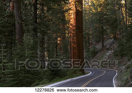Stock Photograph - Sequoia National Park; California, United States of America. Fotosearch