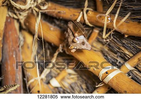 Sexaxa village bat hangs inside traditional African thatch roof; Maun, Botswana View Large Photo Image Stock Photography - Sexaxa village bat hangs inside traditional African thatch roof; Maun, Botswana. Fotosearch