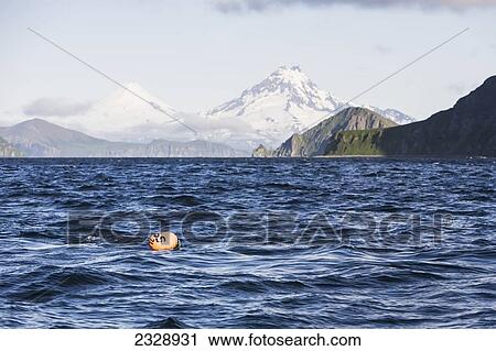 Stock Image - Shishaldin Volcano And Isanotski Peaks In The Background Of The Rugged Cliff Shoreline Of Cape Pankof On Unimak Island, Eastern Aleutian Islands; Southwestern Alaska, United States Of America. Fotosearch