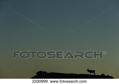Silhouette Of A Solitary Reindeer Standing On A Rock At Sunset; Eastern Iceland View Large Photo Image Stock Photo - Silhouette Of A Solitary Reindeer Standing On A Rock At Sunset; Eastern Iceland. Fotosearch