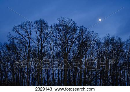 Silhouette Of Trees And A Full Moon In A Cloudy Sky; Ohio, United States Of America View Large Photo Image Stock Image - Silhouette Of Trees And A Full Moon In A Cloudy Sky; Ohio, United States Of America. Fotosearch