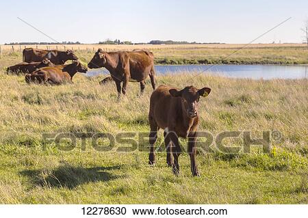 Stock Image - Small herd of cattle in a field, near St. Albert; Alberta, Canada. Fotosearch