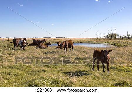 Small herd of cattle in a field near St. Albert; Alberta, Canada View Large Photo Image Stock Image - Small herd of cattle in a field near St. Albert; Alberta, Canada. Fotosearch