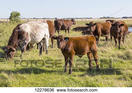 Small herd of cattle in a field, near St. Albert; Alberta, Canada View Large Photo Image Stock Photograph - Small herd of cattle in a field, near St. Albert; Alberta, Canada. Fotosearch