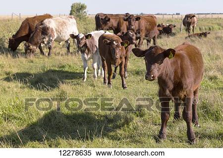 Small herd of cattle in a field, near St. Albert; Alberta, Canada View Large Photo Image Stock Photography - Small herd of cattle in a field, near St. Albert; Alberta, Canada. Fotosearch