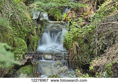 Stock Photo - Small stream in the old growth rainforest along the Cheakamus Lake Trail, near Whistler; British Columbia, Canada. Fotosearch
