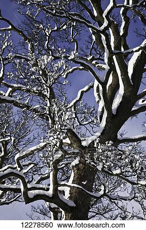 Snow on a leafless tree against a blue sky; Dore Sheffield, South Yorkshire, England View Large Photo Image Stock Image - Snow on a leafless tree against a blue sky; Dore Sheffield, South Yorkshire, England. Fotosearch