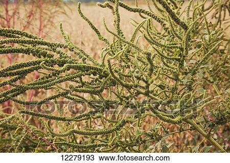 Stock Image - Soybeans ready for harvest with severe infestation of gylphosate resistant Palmer pigweed; England, Arkansas, United States of America. Fotosearch