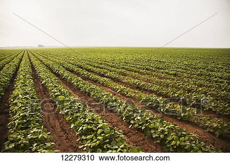 Soybeans with furrow irrigation; England, Arkansas, United States of America View Large Photo Image Stock Image - Soybeans with furrow irrigation; England, Arkansas, United States of America. Fotosearch