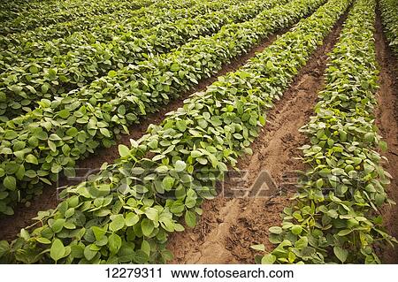 Soybeans with furrow irrigation; England, Arkansas, United States of America View Large Photo Image Stock Image - Soybeans with furrow irrigation; England, Arkansas, United States of America. Fotosearch
