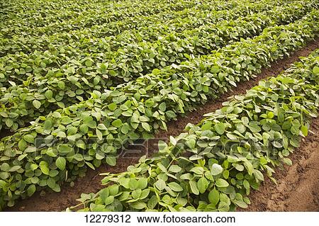 Soybeans with furrow irrigation; England, Arkansas, United States of America View Large Photo Image Stock Image - Soybeans with furrow irrigation; England, Arkansas, United States of America. Fotosearch