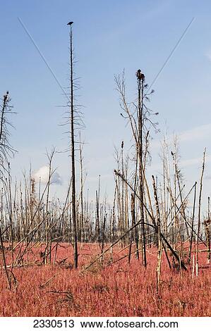 Stock Image - Spent Fireweed On The Dalton Highway, North Slope Haul Road, Arctic Alaska In Summertime; Alaska, United States Of America. Fotosearch
