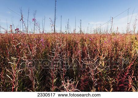 Spent Fireweed On The Dalton Highway, North Slope Haul Road, Arctic Alaska In Summertime; Alaska, United States Of America View Large Photo Image Stock Photo - Spent Fireweed On The Dalton Highway, North Slope Haul Road, Arctic Alaska In Summertime; Alaska, United States Of America. Fotosearch