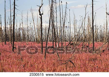 Stock Photography - Spent Fireweed On The Dalton Highway, North Slope Haul Road, Arctic Alaska In Summertime; Alaska, United States Of America. Fotosearch