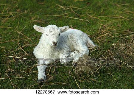 Spring lamb on a farm; Snowdonia, Wales View Large Photo Image Stock Photo - Spring lamb on a farm; Snowdonia, Wales. Fotosearch