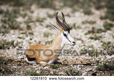 Stock Image - Springbok (Antidorcas marsupialis), Kgalagadi Transfrontier Park; South Africa. Fotosearch