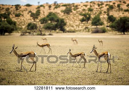 Springbok (Antidorcas marsupialis) roaming together through the Khalagadi Transfrontier Park; South Africa View Large Photo Image Stock Image - Springbok (Antidorcas marsupialis) roaming together through the Khalagadi Transfrontier Park; South Africa. Fotosearch