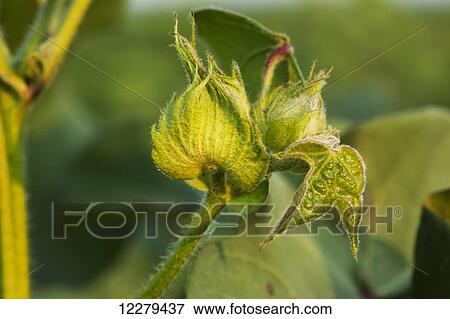 Square (flower bud) of cotton; England, Arkansas, United States of America View Large Photo Image Stock Photo - Square (flower bud) of cotton; England, Arkansas, United States of America. Fotosearch