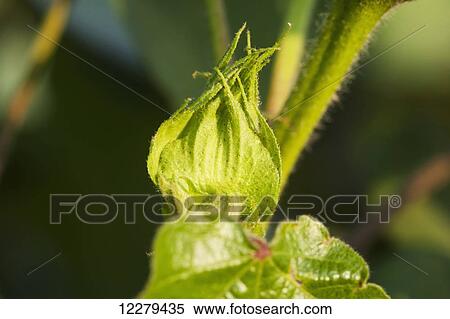 Stock Photography - Square (flower bud) of cotton; England, Arkansas, United States of America. Fotosearch