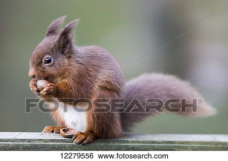 Squirrel eating an acorn; Cumbria, England View Large Photo Image Stock Photograph - Squirrel eating an acorn; Cumbria, England. Fotosearch
