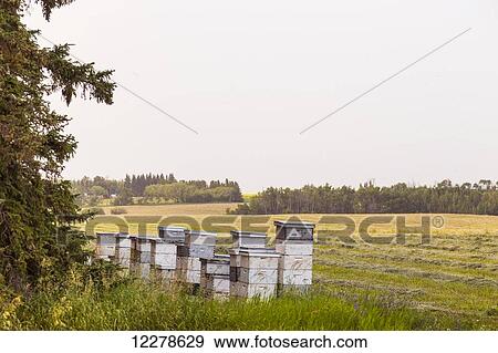 Stock Photo - Stacks of beehives beside alfalfa field in autumn; St. Albert, Alberta, Canada. Fotosearch