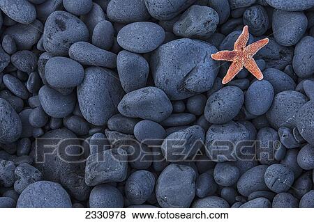 Stock Photo - Starfish On Black Rocks Along The Coast; Iceland. Fotosearch