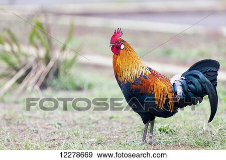 Stoic Rooster walking around the Kalalau Valley Lookout; Kalalau, Kauai, Hawaii, United States of America View Large Photo Image Stock Photo - Stoic Rooster walking around the Kalalau Valley Lookout; Kalalau, Kauai, Hawaii, United States of America. Fotosearch