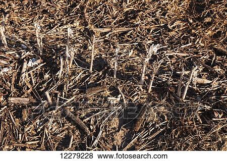 Stubble of no till cotton crop which was harvested the previous autumn; England, Arkansas, United States of America View Large Photo Image Stock Photo - Stubble of no till cotton crop which was harvested the previous autumn; England, Arkansas, United States of America. Fotosearch