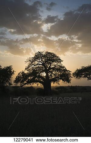 Sun sets behind baobab tree on African savannah in Tarangire National Park; Tanzania View Large Photo Image Stock Image - Sun sets behind baobab tree on African savannah in Tarangire National Park; Tanzania. Fotosearch