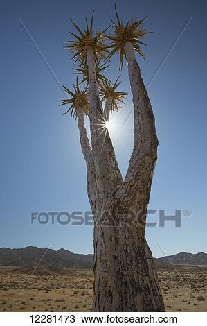 Stock Image - Sunburst from behind a Kookerboom Tree, Richtersveld National Park; South Africa. Fotosearch