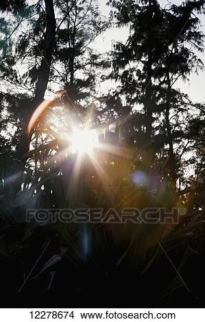 Sunburst seen through the dense bushes along the walk path; Kapaa, Kauai, Hawaii, United States of America View Large Photo Image Picture - Sunburst seen through the dense bushes along the walk path; Kapaa, Kauai, Hawaii, United States of America. Fotosearch
