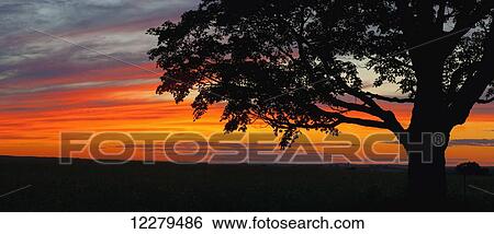 Stock Photograph - Sunset and silhouette of maple tree; Waterloo, Quebec, Canada. Fotosearch