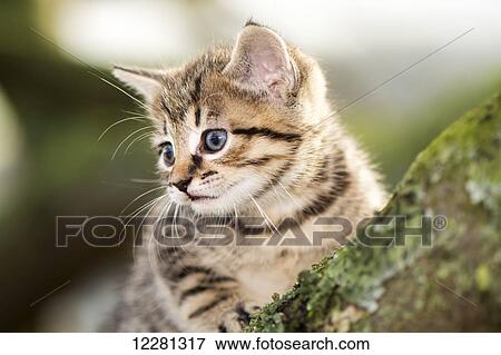 Tabby kitten climbing a tree branch; United Kingdom View Large Photo Image Stock Photo - Tabby kitten climbing a tree branch; United Kingdom. Fotosearch