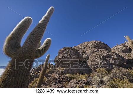 Stock Photo - The cactus on the rock island of Incahuasi in the Salar de Uyuni; Bolivia. Fotosearch