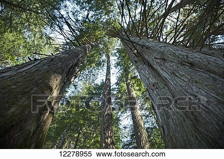 The forest along the Cheakamus Lake Trail predominantly featuring Western Red Cedar, near Whistler; British Columbia, Canada View Large Photo Image Stock Photography - The forest along the Cheakamus Lake Trail predominantly featuring Western Red Cedar, near Whistler; British Columbia, Canada. Fotosearch