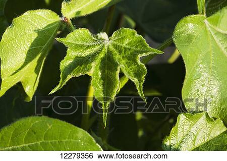 Stock Photograph - Top leaf in terminal of cotton plant at mid square set stage; England, Arkansas, United States of America. Fotosearch