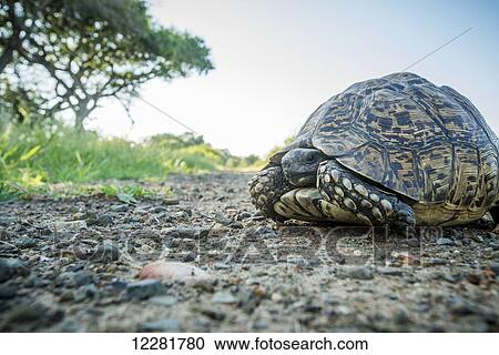 Stock Image - Tortoise (Testudinidae), Kruger National Park; South Africa. Fotosearch