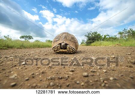 Stock Image - Tortoise (Testudinidae), Kruger National Park; South Africa. Fotosearch