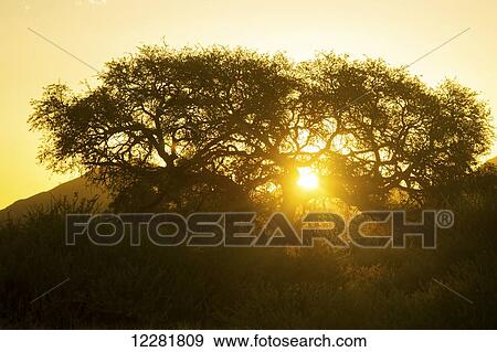Stock Photo - Tree silhouetted by the sun at dusk; Namibia. Fotosearch