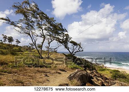 Stock Photography - Trees weathered from the trade winds; Kapaa, Kauai, Hawaii, United States of America. Fotosearch