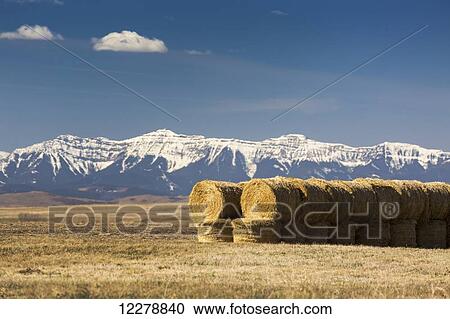 Stock Image - Two rows of stacked hay bales in a stubble field with snow capped mountains in the background with blue sky and clouds; Alberta, Canada. Fotosearch