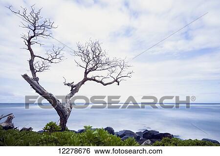 Venerable tree looking out over the pacific; Wailua, Kauai, Hawaii, United States of America View Large Photo Image Stock Photograph - Venerable tree looking out over the pacific; Wailua, Kauai, Hawaii, United States of America. Fotosearch
