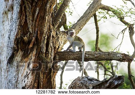 Stock Image - Vervet Monkey (Chlorocebus pygerythrus), Kruger National Park; South Africa. Fotosearch