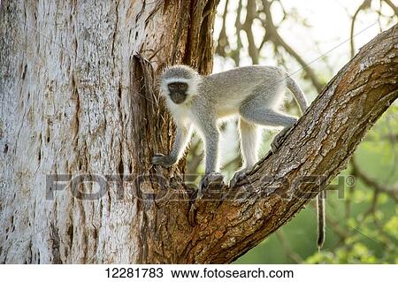 Stock Image - Vervet Monkey (Chlorocebus pygerythrus), Kruger National Park; South Africa. Fotosearch