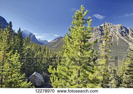 View of the Tonquin Valley from the road to Edith Cavell; Jasper, British Columbia, Canada View Large Photo Image Stock Image - View of the Tonquin Valley from the road to Edith Cavell; Jasper, British Columbia, Canada. Fotosearch