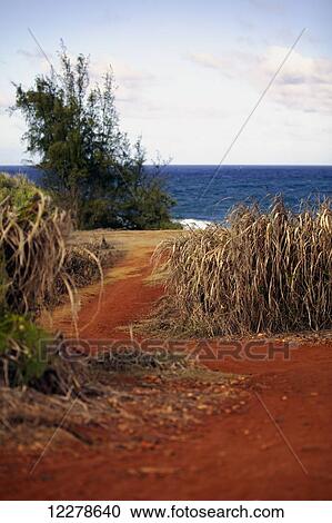 Views from walking along the Kealia walk path; Kapaa, Kauai, Hawaii, United States of America View Large Photo Image Stock Image - Views from walking along the Kealia walk path; Kapaa, Kauai, Hawaii, United States of America. Fotosearch