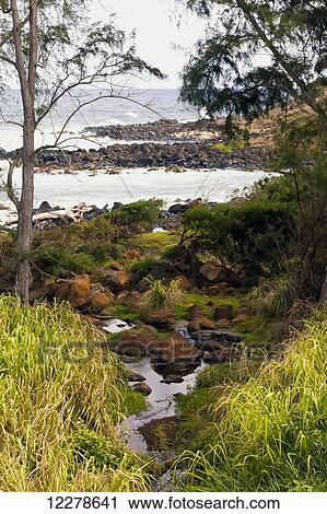 Stock Image - Views from walking along the Kealia walk path; Kapaa, Kauai, Hawaii, United States of America. Fotosearch